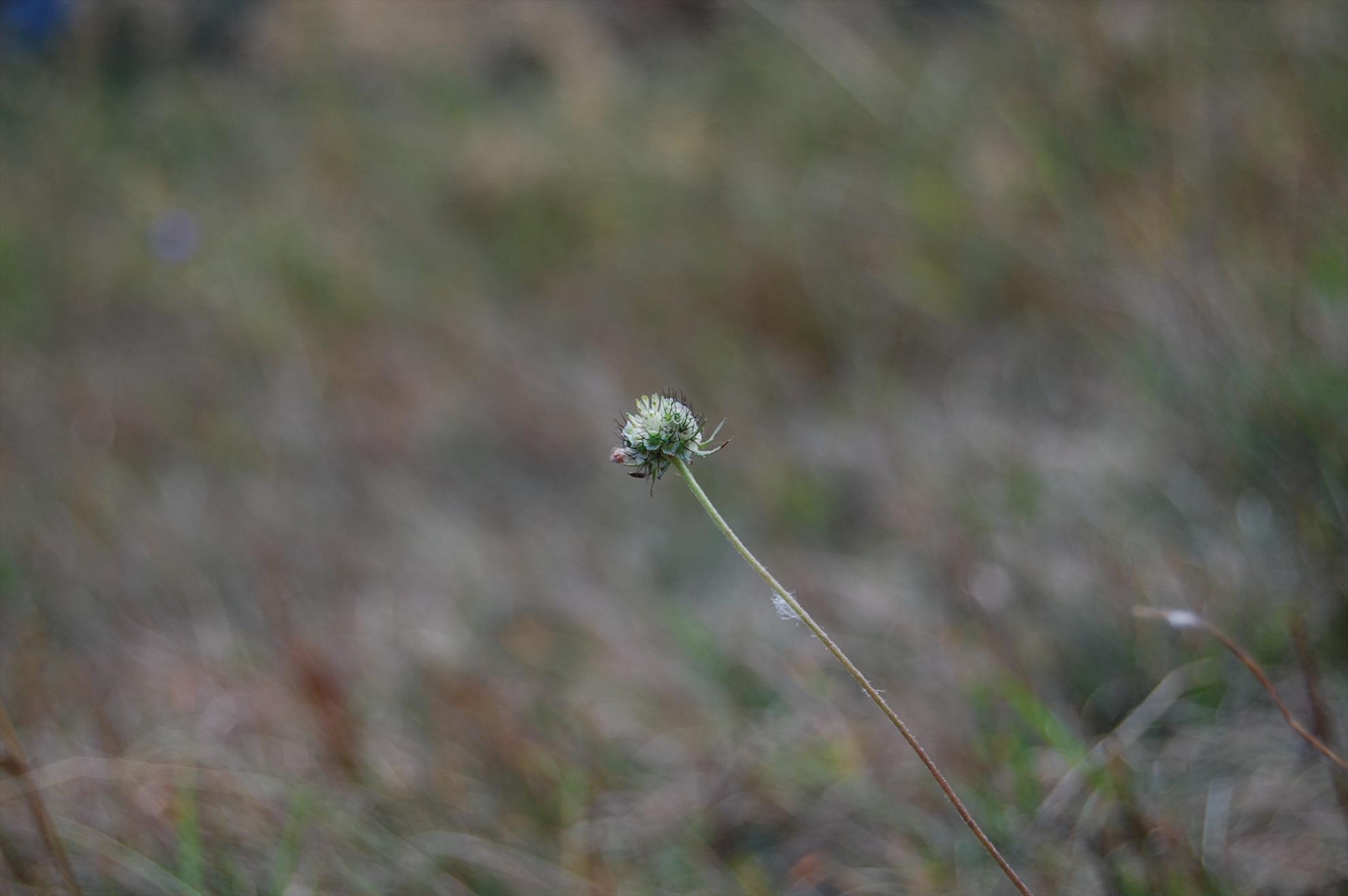 My new passion...2 - dsc043211.JPG